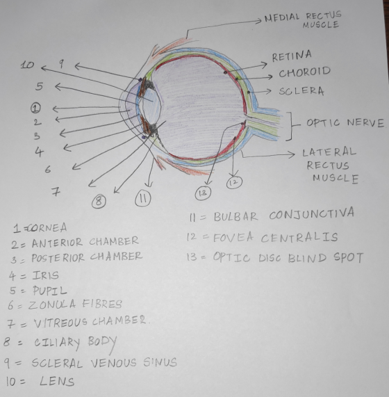 MEDIAL RECTUS MUSCLE RETINA 1094 5 . > CHOROID s SOLERA - OPTIC NERVE dont C 6 > LATERAL RECTUS MUSCLE 11 = BULBAR CONJUNCTIV