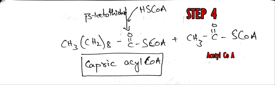 HSCOA Bree to thical CH₃ (CH2) e STEP 4 Ć - Scon st a С 8 -SEOA + CH₃ Capsic acylcoa Acetyl Co A