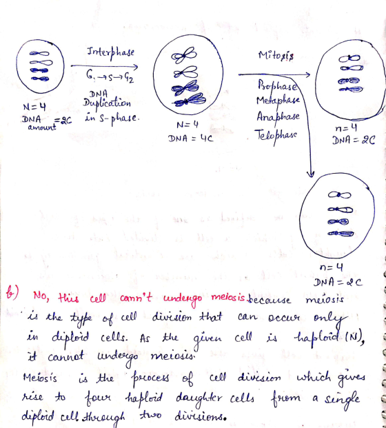 Mitozis Interphase G.45G2 DNA N=4 DNA =20 amount Duplication in s-phase. Bophase Metaphase Anaphase Telophase N=4 DNA = 40 n=