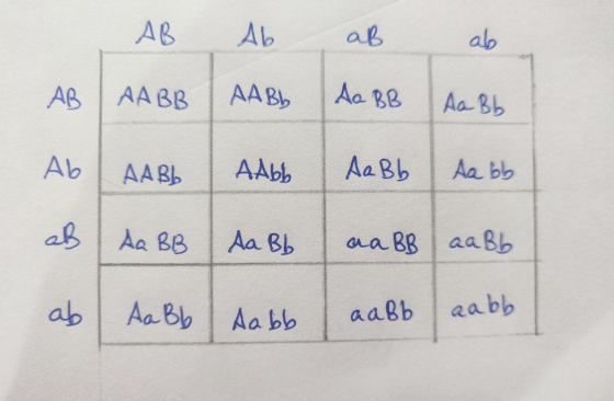 АВ Aь ор ab Ав AA BB ААВ, Ao 20 АВЬ Ab ААВЬ AAь, Аа Вь Aa bb aB Aa BB Aa Bb - Bg aa Bь ab Aa Bb aabb Aa b, аавь