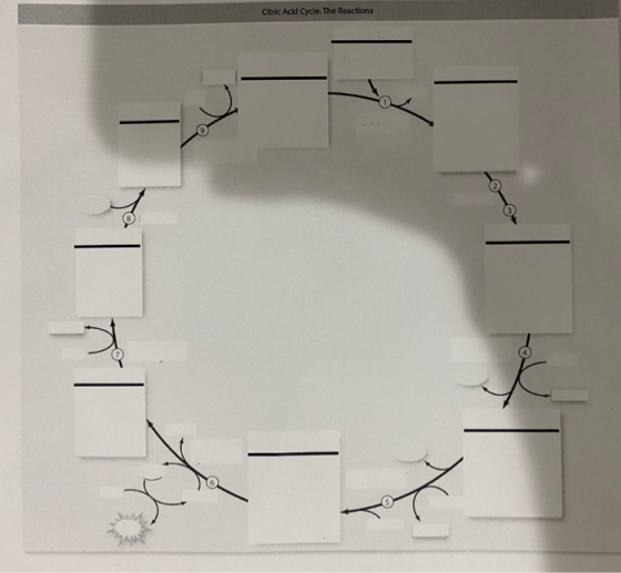 Citric Acid Cycle: The Reactions