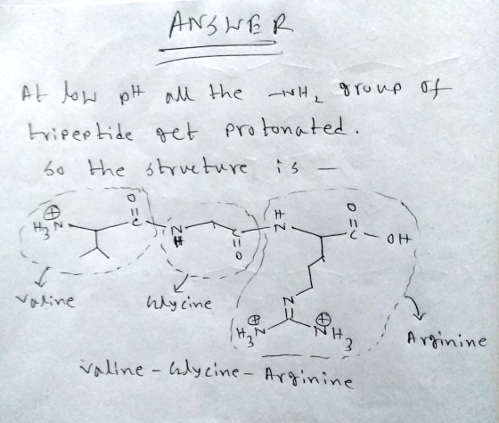 ANS NER ndl the NH, roup 0 hipeptide et Protonated 60 the h veture 11 11 N ANine hy cime Artinine line hlycine- Arinine 7 : っ