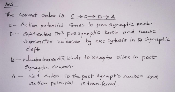 Ans The correct order is c→ D B A - Action potential comes to pre synaptic knob. - Cazt enters the presynaptic knob and neuro
