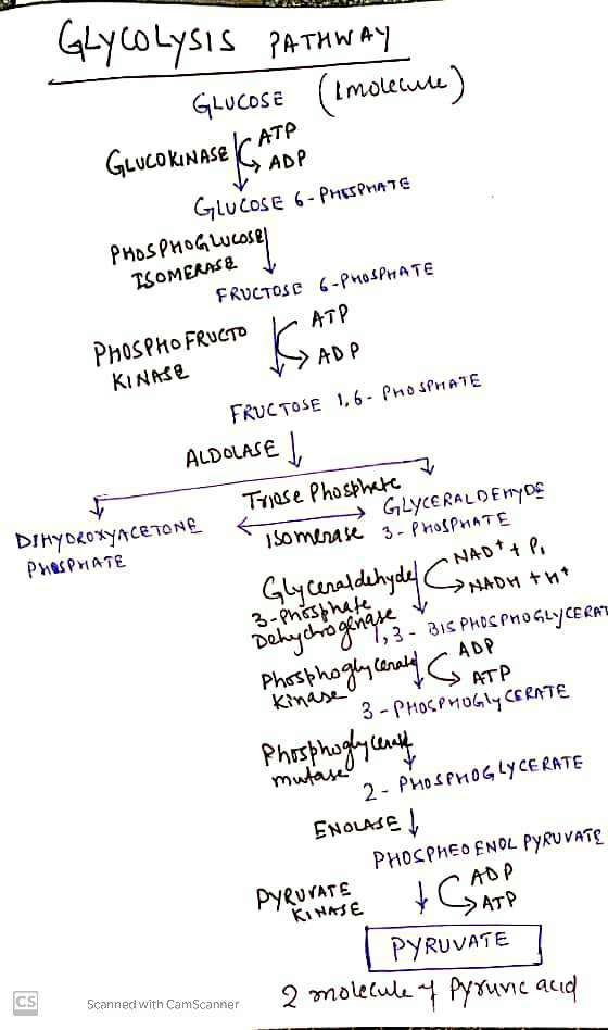 ELL GLYCOLysis PATHWAY GLUCOSE (I molecure) GLUCOKINASE 3 ADP GLUCOSE 6-PHOSPHATE PHOSPHOGLUCOSE ISOMERAS& J FRUCTOSE 6-PHOSP
