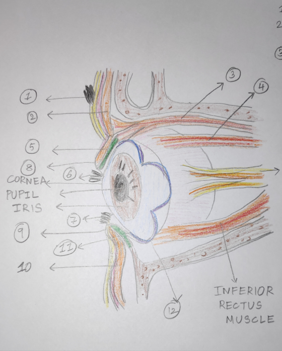 CORNEAE PUPIL IRIS E (134 INFERIOR RECTUS MUSCLE