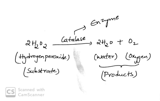s Enzyme 2H20 Catalase (Hydrogen peroxide) (substrate) ase, 2H2O + O₂ (water) (oxygen) (Products) cs Scanned with CamScanner
