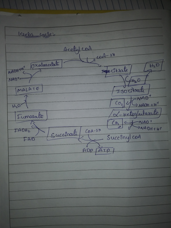 Klebs cycler Acetyl con Cort-ot at Joraloacetate NAOHht lo Ito citrate / [H2o NADT MALATE Iso citrate Fiornad* Tco₂ CC NADH +