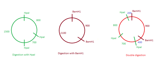 BamH1 BamH1 Hpal Hpal 200 800 900 800 900 1500 2100 Hpal Hpal BamH1 700 BamH1 o 400 700 Hpal Hpal Digestion with Hpal Digesti