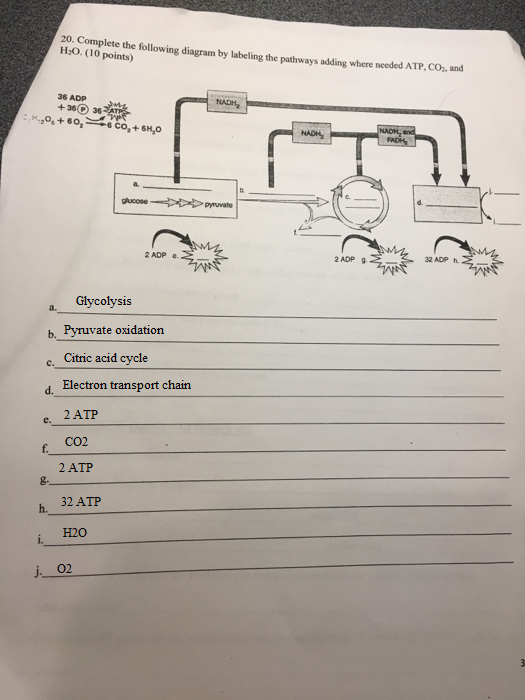 20. Complete the following diagram by labeling the pathways adding where needed ATP, cO. and H2O.(10 points) 36 ADP +36 36 Gl