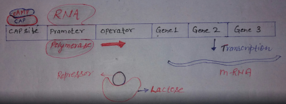 CAMP CAP CAP site CRNA Promoter Polymerase operator Genel Gene 2 Gene 3 I Transcription Repressor mRNA Lactose