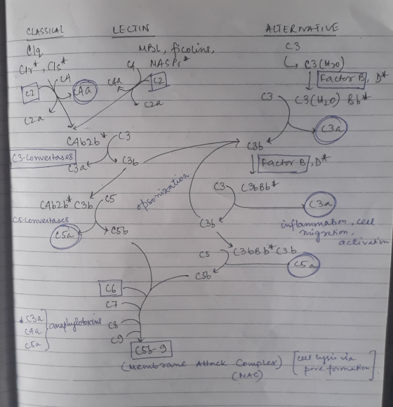 CLASSICAL LECTIN رام رادMP Cart, (16* 4 MASPSA ALTERNATIVE c3 L C3 (40) facter B, Dt 63 (4₂0) Bb 3 cza Cababt 23 (3-convertas