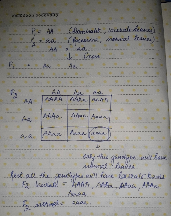 00000000000 o F P= AA Claminaht.., lacerate Leaves). paaa (Recessine normal leancs). A4..... aa . Cross = Aa Aa ooo ........