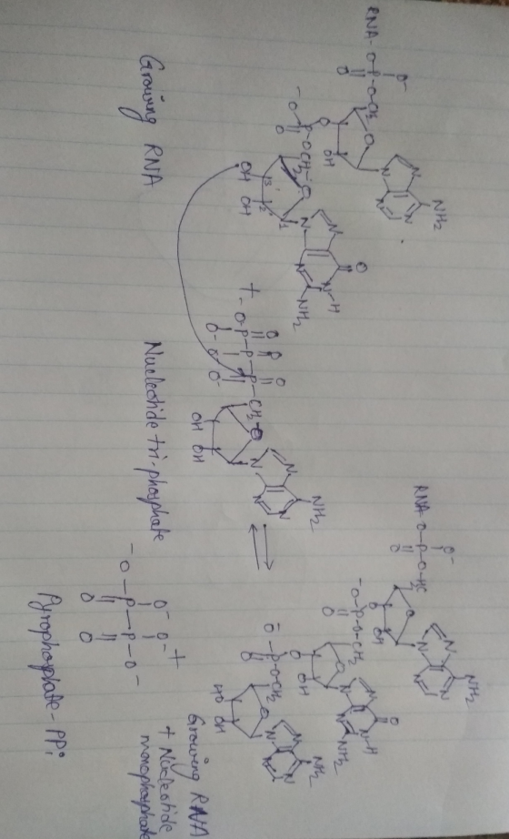 Nth RNA O--0-20 RNA-osa -o-pogacth Nih L2-0 Ma osa- -p-Cho N OR CH OH OH to on Growing RNA + Nucleotide monophaishare Growing