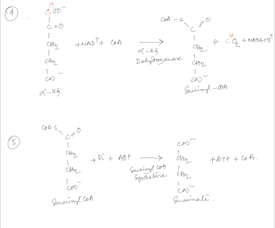 e oo CoA-s C20 c - cito INADTA COA A cont Naphttp? Olbo - > L-kG Dehydrogenase ch CHAR 1 - co L-kg Succinyl - LOA COAS 2 ہے |