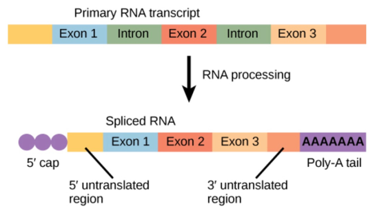Primary RNA transcript Exon 1 Intron Exon 2 Intron Exon 3 RNA processing Spliced RNA o,Exon 1 Exon 2 Exon AAAAAAA Poly-A tail