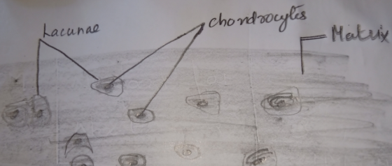 Lacunal chondrocyles