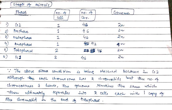 $tages ofmitosic Genome no ChT Phase 46 G 2 1 1 2) 46 1 Mutaplha 92 Anaphaue 23 46 Fedoperase 46 G2 bccause inm G2 The above