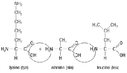 H.C. CH 2-5-6-7-80-1 CÁ - CH₂ TOCH, O HẠN C c Кон + H₂N & c HAN ¢ ch lyaine (lya) alanine (ala) leucine leu)