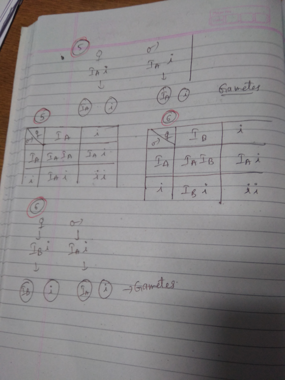 TA i ТА Х U E Gametes LLA 1 A IA fo i IA JASA ТА А TA JAIB IA Ia i il IB i 6 to 8- C 4 Isi 1 ☺ ☺ ☺ ☺ - Gametes