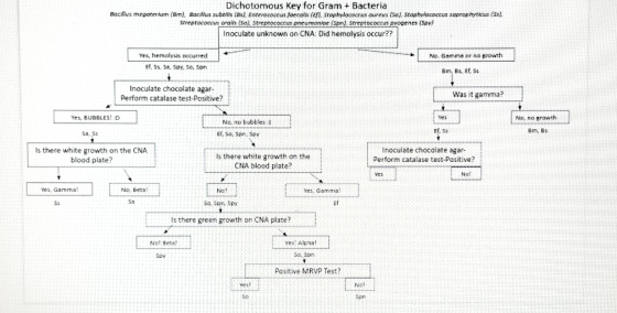 Bacillus mepoterum Dichotomous Key for Gram + Bacteria Bm), Bacilus subtils (Bs), Enterococcus faecalis (Ef!, Staphylococcus