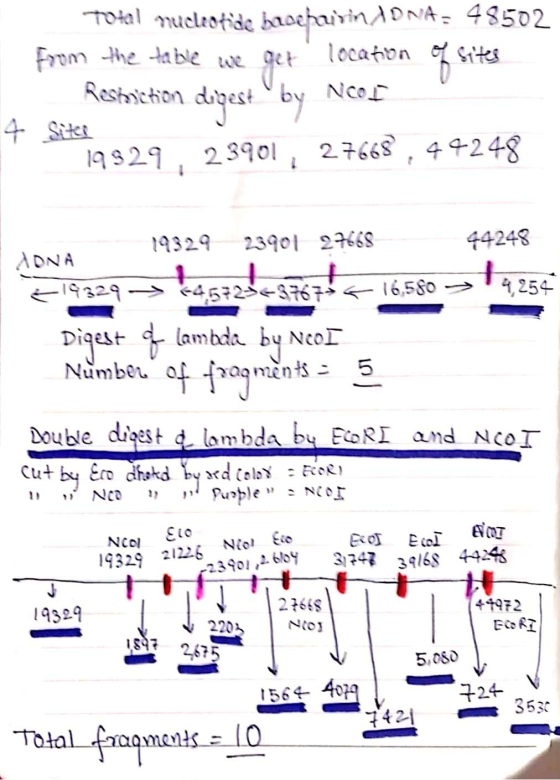 of Total nucleotide beroepurin AONA= 48502 from the table we get location of sites Restriction Noor 4 Sites 19329, 23901, 276