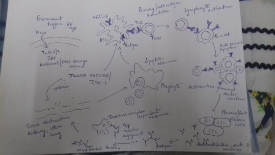 an Jauto antigen Priming Lymphocyte retivation Environment triggers MHC UV E rays Virus in presentation TER Xcelu Antigen T c