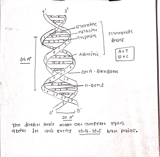 -czanine - cytosine _Thymin Naceotide Baisess At T Tata Adenine. I C+C 34 A A FC ONA - BACK Bone SP S DIA H -13 ond. Sp SP SP