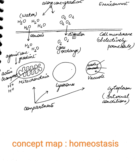 acong concogradical Environment L (water) H₂O H₂O H₂O H₂O Он Edun who Josmoses g cell membrane Selectively perancable) He H2O