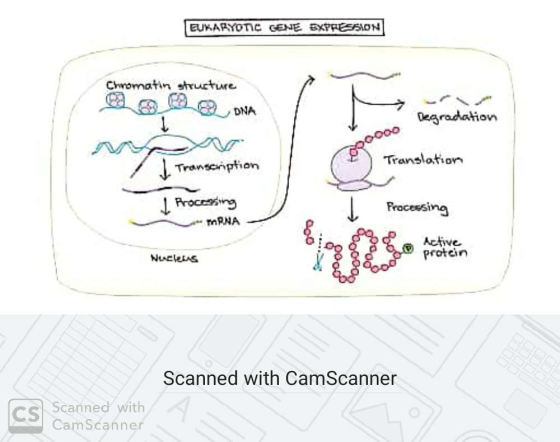 EUKARYOTIC GENE EXPRESON Chromatin structure Degradation Translation I Transcription I Processing mRNA Processing Active Nucl