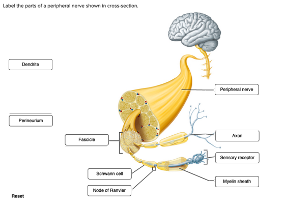 Label the parts of a peripheral nerve shown in cross-section. Dendrite Peripheral nerve Perineurium | Axon Fascicle Sensory r