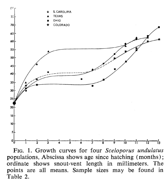 A S. CAROLINA TEXAS OHIO COLORADO * FIG. 1. Growth curves for four Sceloporus undulatus populations. Abscissa shows age since