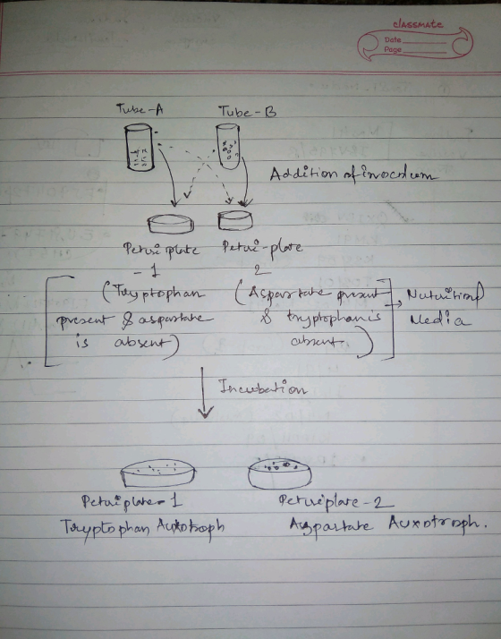 classmAte Date Page Tube -b Addition offmedum Perud s ooent on perusplare-2-
