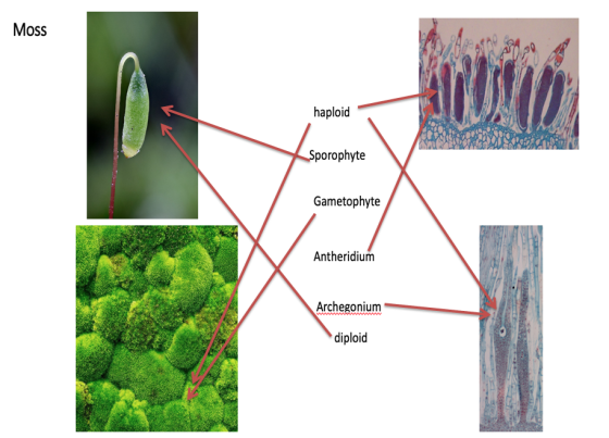 Moss haploid Sporophyte Gametophyte Antheridium Archegonium diploid