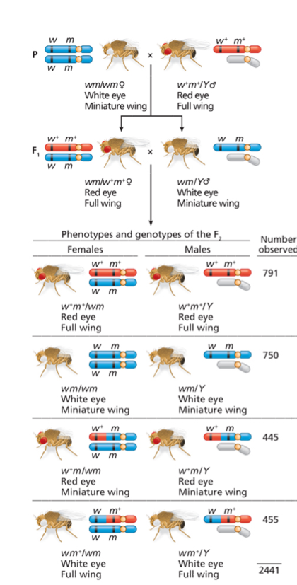 w m W m wmlwm White eye Miniature wing wim/YO Red eye Full wing w* m* CO W m CO Wm wmlwm Red eye Full wing wm/YO White eye Mi