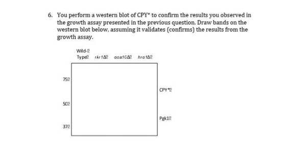 6. You perform a western blot of CPY* to confirm the results you observed in the growth assay presented in the previous quest