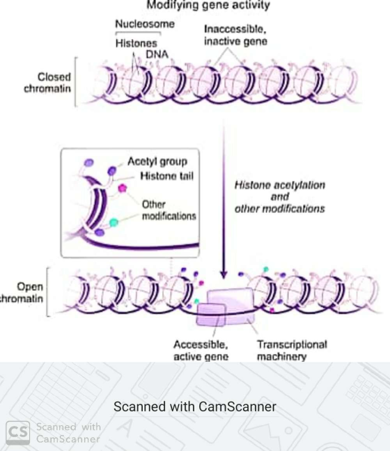 Modifying gene activity Nucleosome Inaccessible. Histones inactive gene DNA Closed chromatin Acetyl group Histona tail Histon