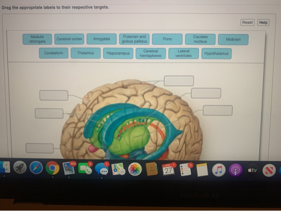 Drag the appropriate labels to their respective targets. Reset Help Medulla oblongata Cerebral cortex Amygdala Putamen and gl