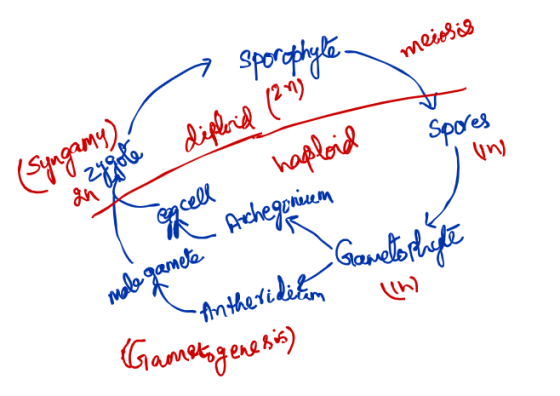 meiosis - sporophyle diploid (21) spoon Spores handloid (Syngamy) , haploid a zy gole excell Archegorienam Gametophyle hiyle