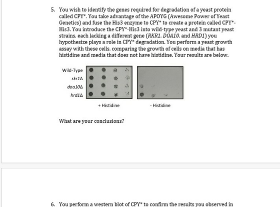 5. You wish to identify the genes required for degradation of a yeast protein called CPY. You take advantage of the APOYG (Aw