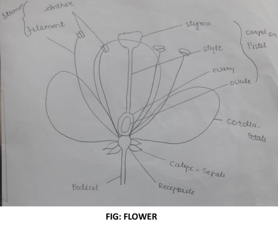 iarment carfel or styte Pistil ovaay ovule Cotola etal Calte- se epals fedicel Receptacle FIG: FLOWER