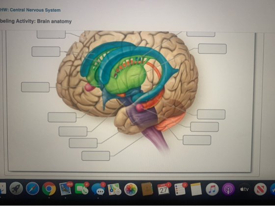 HW: Central Nervous System beling Activity: Brain anatomy