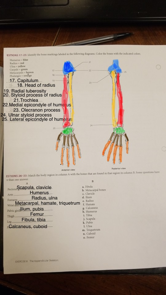 ESTIONS 17-25: Identify the bone markings labeled in the following diagrams Color the bones with the indicated colors Humerus