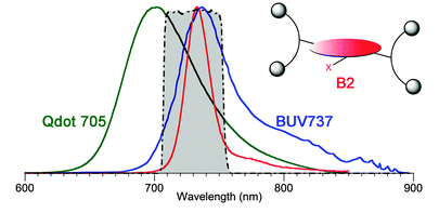 B2 BUV737 Qdot 705 700 900 600 Wavelength (nm)
