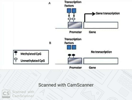 Transcription Factors > Gene transcription QQ Promoter Gene Transcription Factors No transcription Methylated CpG Unmethylate