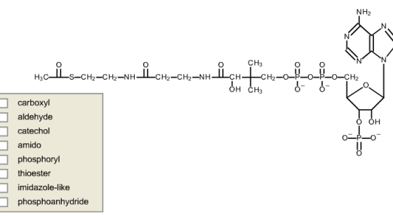 Adenosine triphosphate (ATP) is the main \
