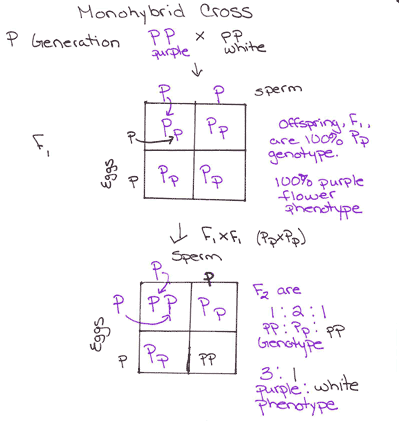 Monohybrid Cross P Generation X PP. PP purple white sperm F P Eggs A- P Pf Offspring, F are 100% Pp genotype. Pp Pp 100% purp