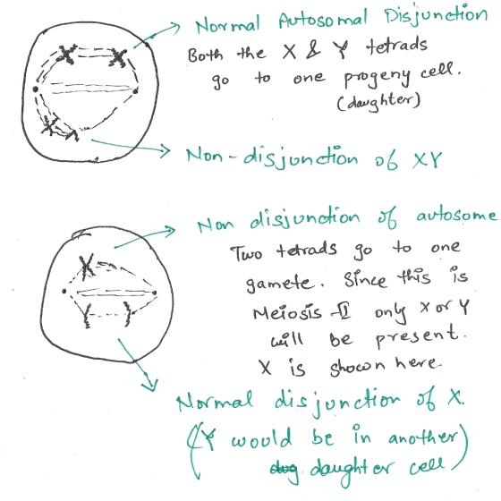 s Normal Autosomal Disjunction Both the X & Y tetrads go to one progeny cell. . (daughter) I > Non-disjonction of xy Non disj