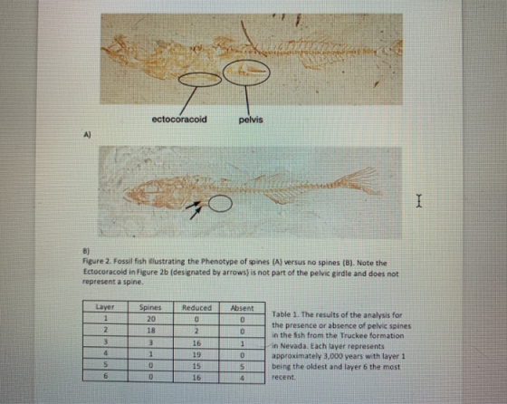ectocoracoid pelvis Figure 2. Fossil fish illustrating the Phenotype of spines (A) versus no spines (B). Note the Ectocoracoi