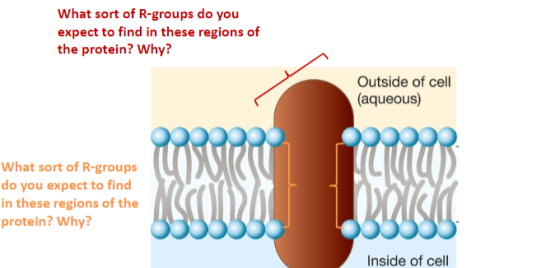 What sort of R-groups do you expect to find in these regions of the protein? Why? Outside of cell (aqueous) O00000 What sort