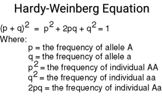 Hardy-Weinberg Equation (p + 2)2 = p?+ 2pq+q2 = 1 Where: p = the frequency of allele A 9 = the frequency of allele a p = the